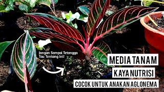 Cara Sederhana Membuat Media Tanam Kaya Nutrisi Cocok Untuk Anakan Aglonema 2021 (Eps.11)