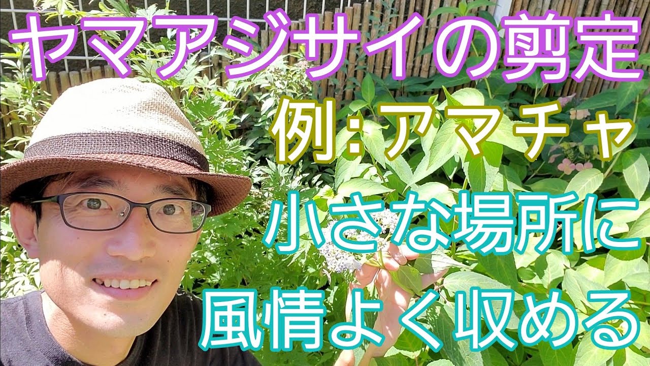 【ヤマアジサイ(アマチャ)の剪定】小さなスペースに風情よく収めておくために～西洋アジサイより繊細な手入れが必要🍃🖐️
