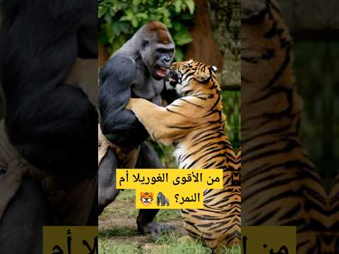 من الأقوى الغوريلا أم النمر مواجهة ملحمية بين عمالقة الطبيعة مملكة الحيوانات من الأقوى النمر
