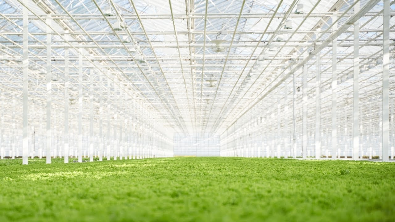 Группа компаний "РОСТ": как растут овощи в российских теплицах - YouTube