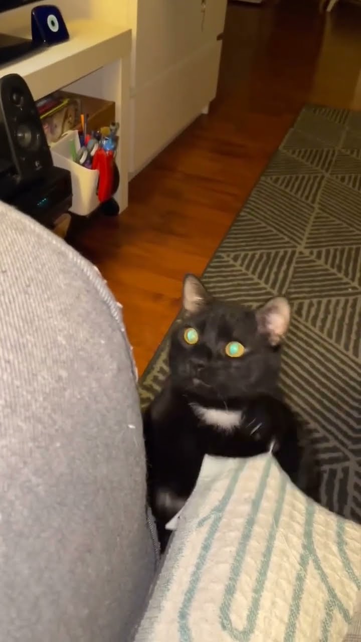 Funny  cat noire #music #cover #live #cute