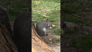 Squirrel Eating A Peanut! #nature #shorts