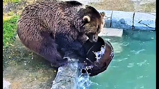Мансур  После еды медведь отлично моет свою тарелку!