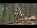 MONSTER ELK SHED! BC shed hunting