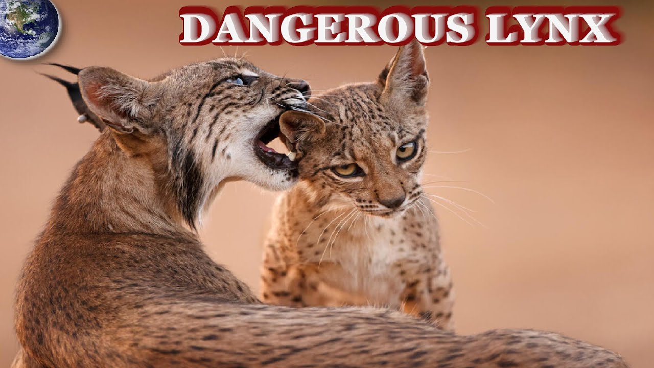 TOP Largest Predator and the Strongest and most Dangerous Lynx in the World