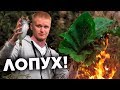 ДОРАДА В ЛОПУХАХ