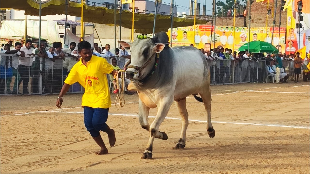 చిలకలూరిపేట 4పళ్ళు విభాగంలో 2జత