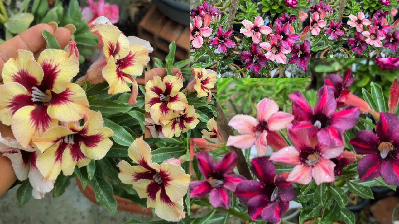 #rosadodeserto :quem estava com saudade de apreciar esse jardim dos sonhos?muitas sementeiras lindas