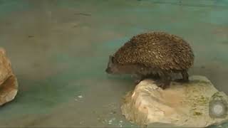 Babyfirst Safari Scrapbook Hedgehog