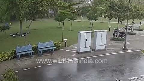 Lightning strikes four men standing under tree in a Gurgaon park, all fall to the ground