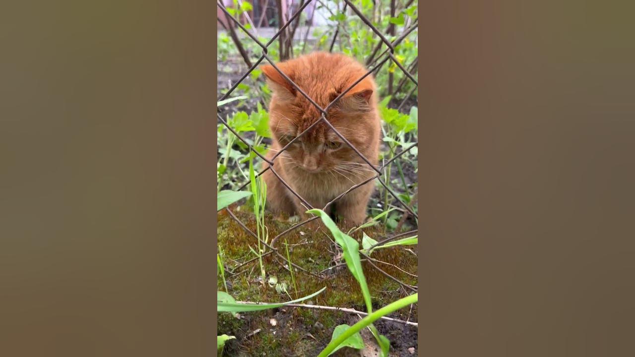 Рудий помічник #кот #котики #кіт #рудий #рыжийкот #распаковка #весна ...