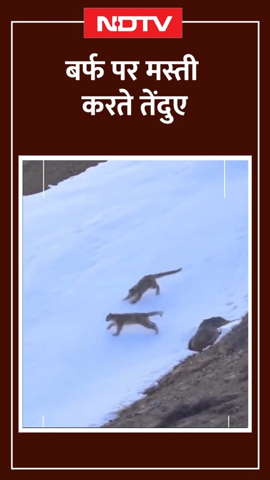 Ladakh बर्फ से ढके पहाड़ों पर मस्ती करते Snow leopard | Viral Video | Ladakh News | SHORTS | NDTV