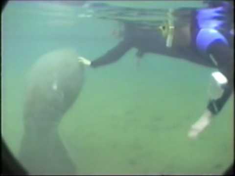 Swimming with the Manatees Crystal River & Homosassa Springs, Florida February 1997