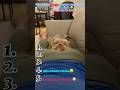 Watch till the end for the funniest reaction 🤣 #trending #dogshorts #trynottolaugh