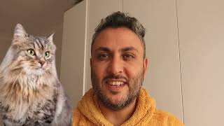 SİBİRYA KEDİSİ BAKIMI VE ÖZELLİKLERİ