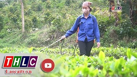 Quản lý tốt việc sử dụng thuốc bảo vệ thực vật tại vùng sản xuất hàng hoá| THLC