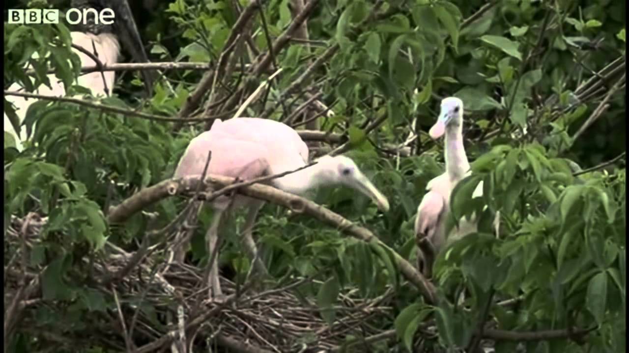 Birds doing the Harlem Shake YouTube