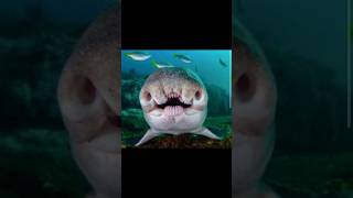 Animals with Down syndrome 🤯🤯