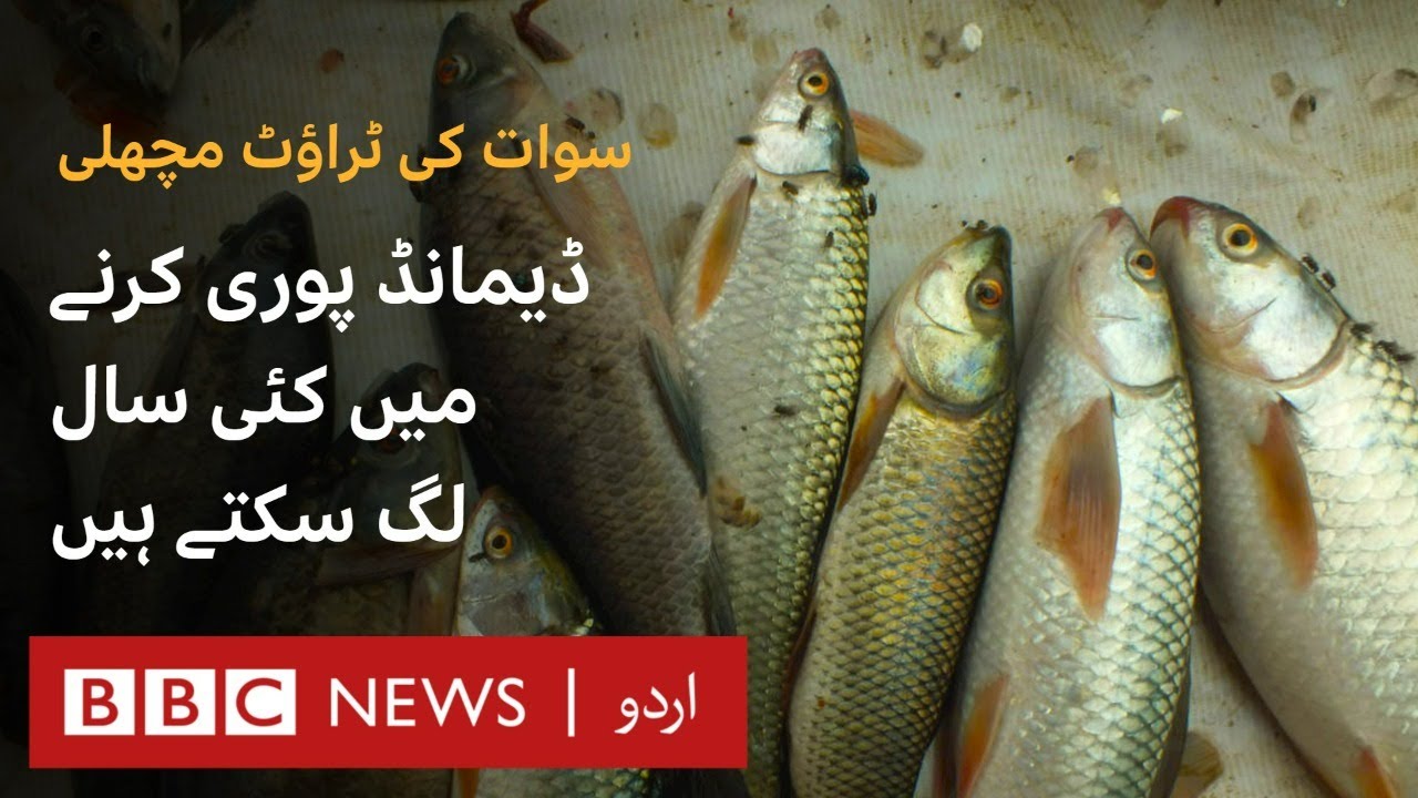 Swat trout fish industry struggling after recent flood BBC URDU YouTube