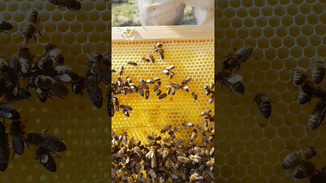 Pose hausse langstroth