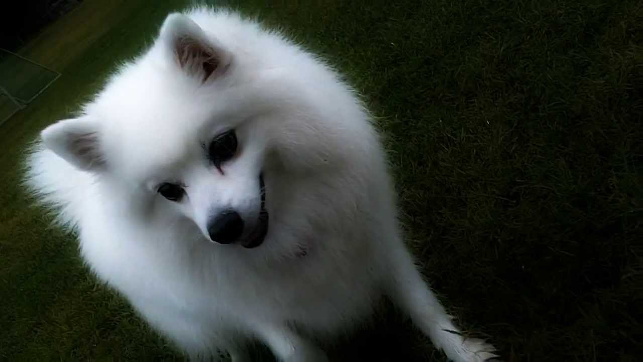 862 My Japanese Spitz (日本スピッツ Nihon Supittsu) - YouTube