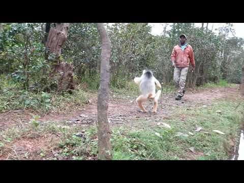 Video: Erinevus Mustvalge Sifaka Vahel