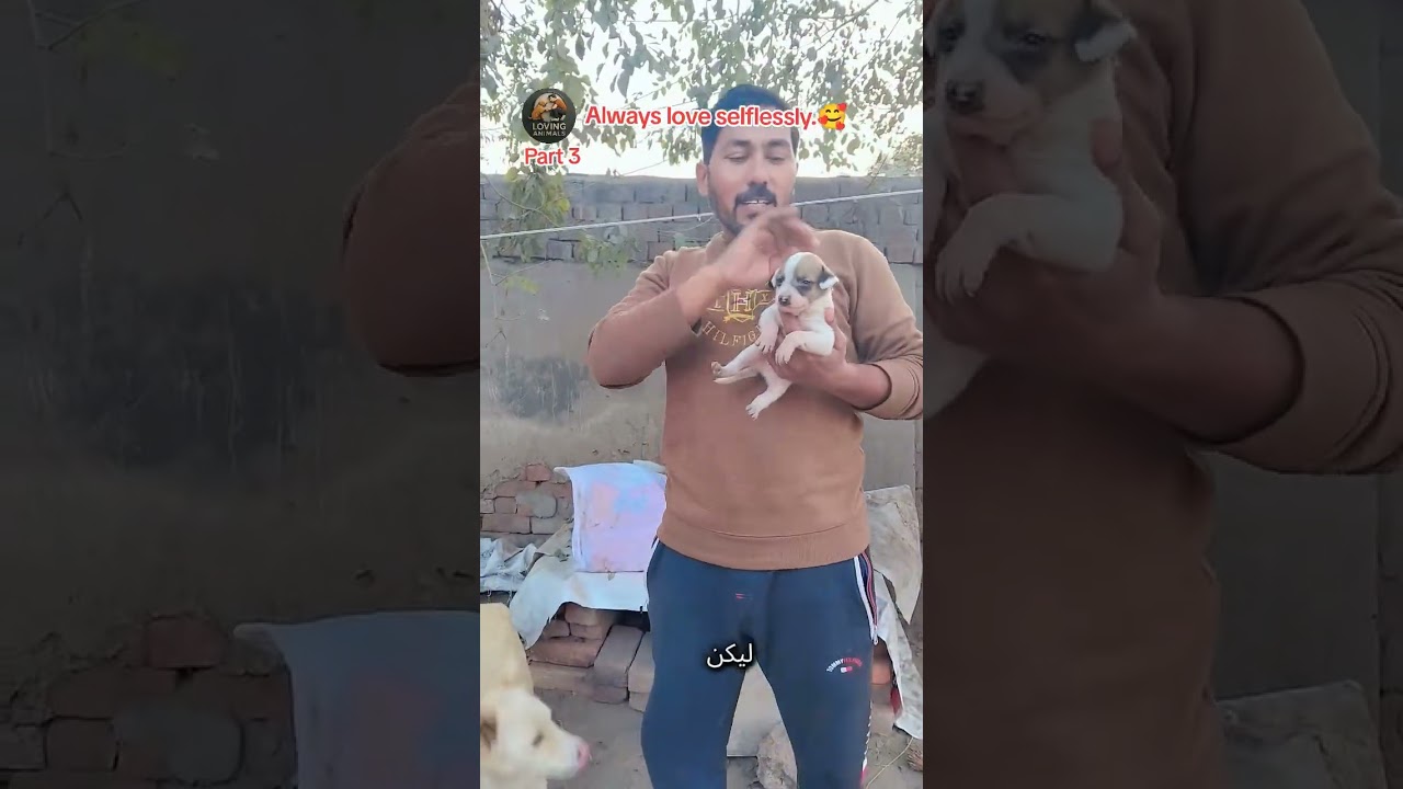 ##Loving Animals ##all Wald