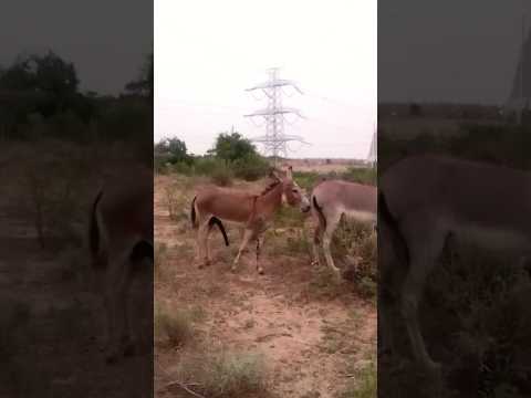 #donkey #pleasesubscribe #shot #youtubevideo