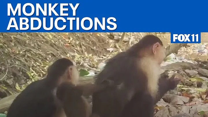 Capuchin monkey abductions stun scientists  | FOX 11 LA