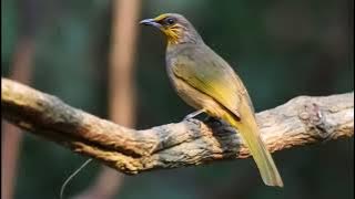 HD suara burung merbah lekir asli jernih