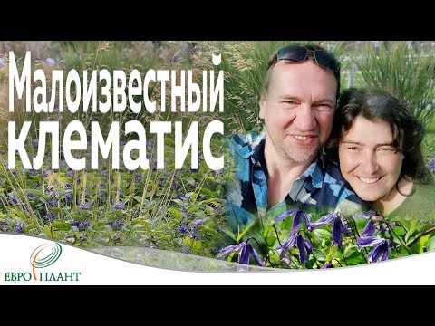 Video: Clematis Van Kirkazon