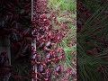CHRISTMAS ISLAND| RED CRABS 🦀 MIGRATION 2025