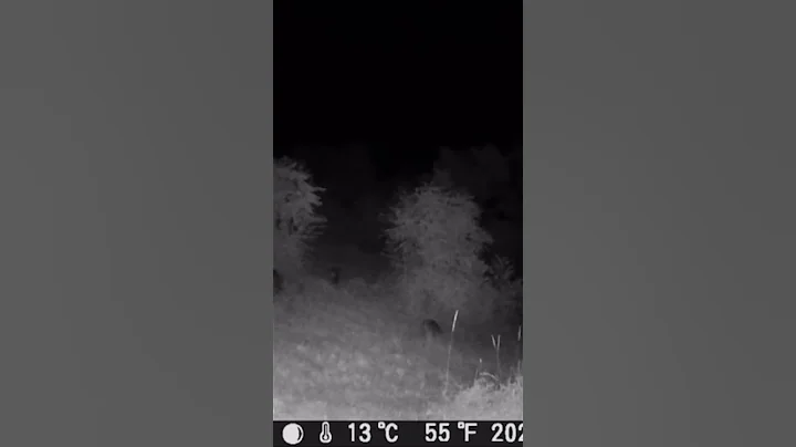 Wild boar family and babies #wildboar #trailcam #animals #nature #wildlife #shorts #fyp #photography