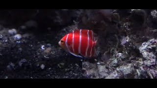 Peppermint angelfish (Centropyge boylei.)