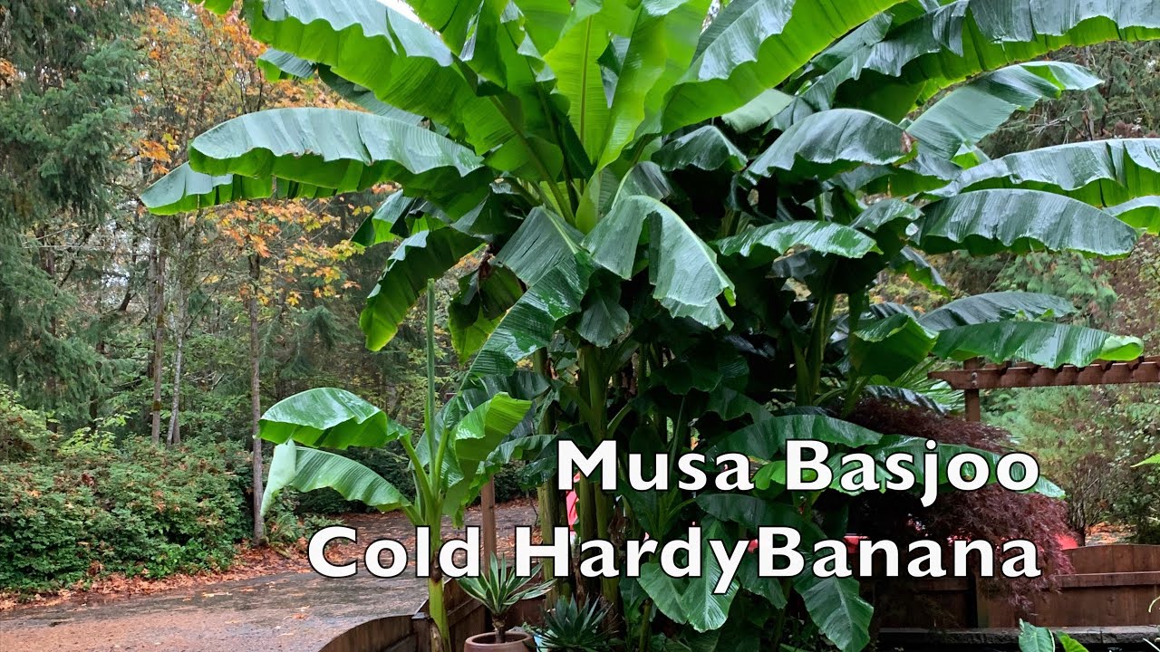 Growing Banana plants & time lapse Musa Basjoo Cold hardy 