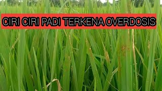 THE CHARACTERISTICS OF RICE OVERDOSE ARE ALMOST THE SAME AS FUNGAL INFECTION