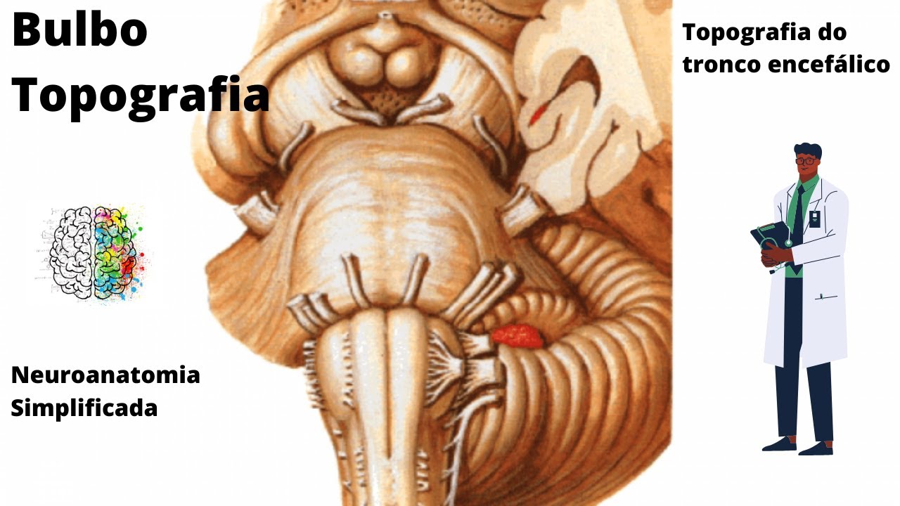 Tronco Encefálico (Topografia do Bulbo) - Neuroanatomia Simplificada - Ângelo Machado