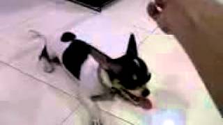 Pepper, chihuahua, our comeback customer, stays for 5 days