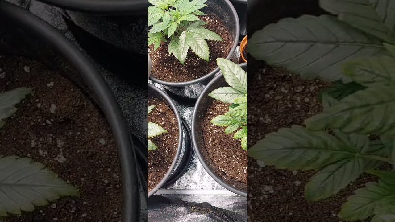 Seedsman - The white OG • 4th week of veg • Mars hydro • Photoperiod - Indoor Grow