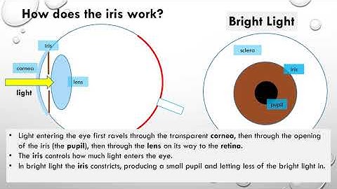 Science Revision - How does the iris work?