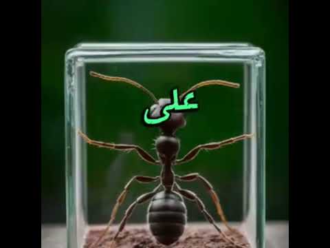 فقالت النملة يا نبى الله عندما كنت حرة طليقة كنت أعلم أن رزقى على الله