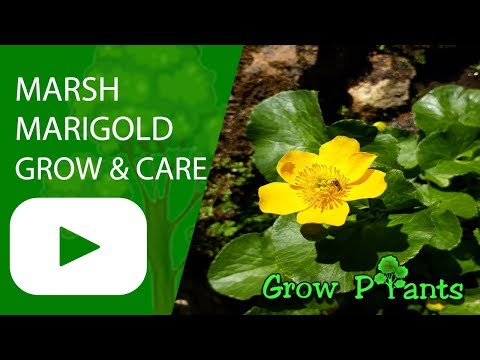 Video: Marsh Marigold Care - Cara Menanam Marigold Marsh