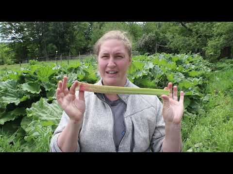 Video: Rassen van rabarber - Leer over verschillende soorten rabarberplanten