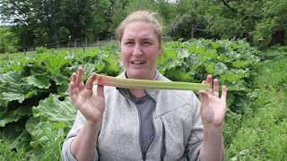 Rhubarb and all you need to know about it!