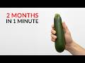 I Grew Zucchini In a Homemade Hydroponic System and Filmed it for 61 days