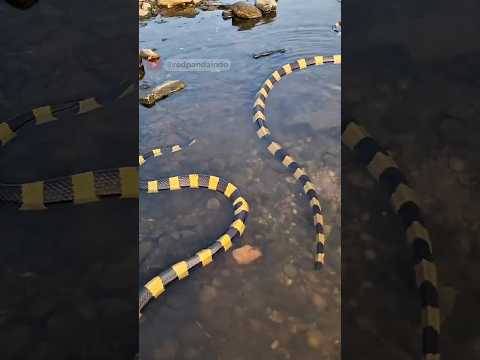 ULAR PALING BERBISA DI INDONESIA