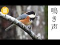 ヤマガラの鳴き声4種類(さえずり・地鳴き)