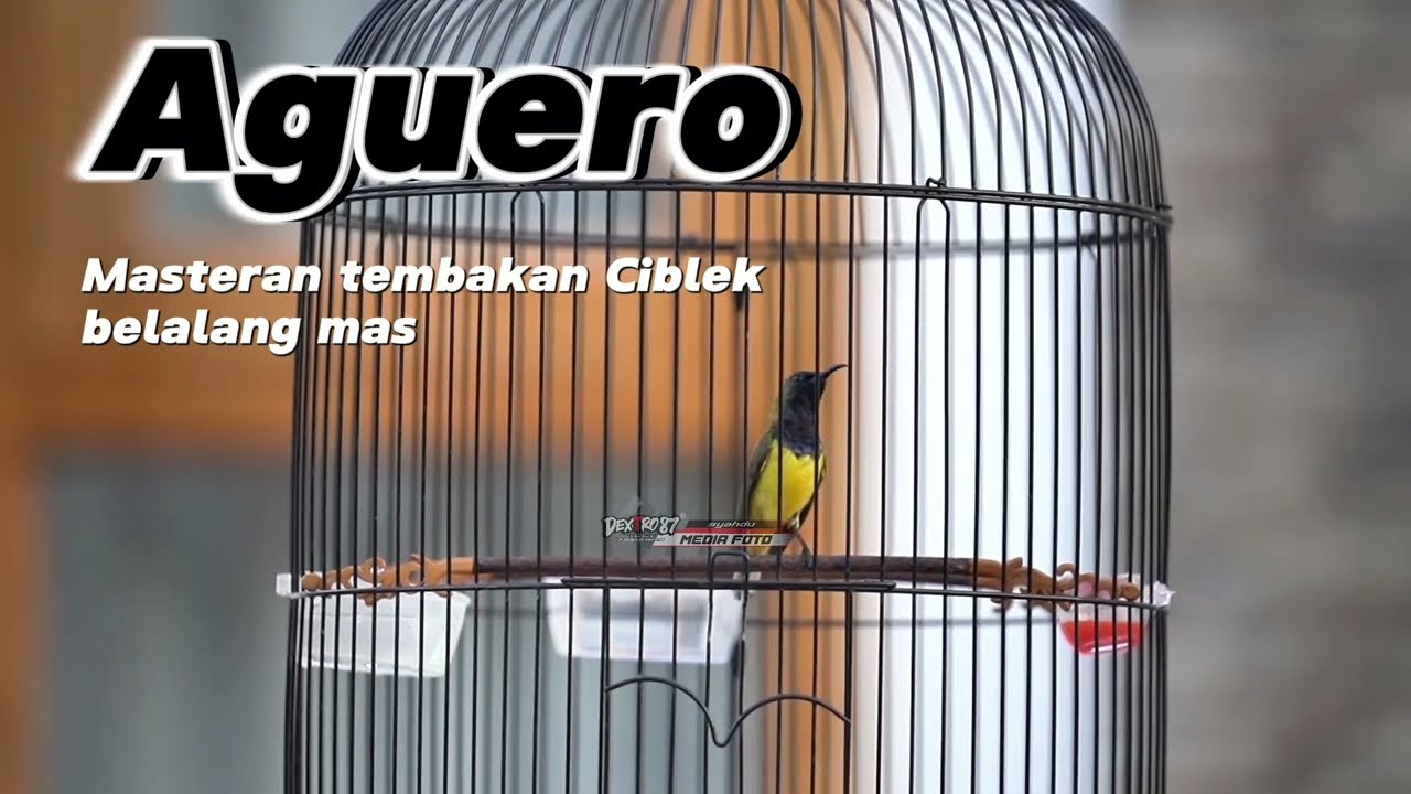 MASTERAN SOGON GACOR.Sogon AGUERO bikin sogon kamu cepet gacor.