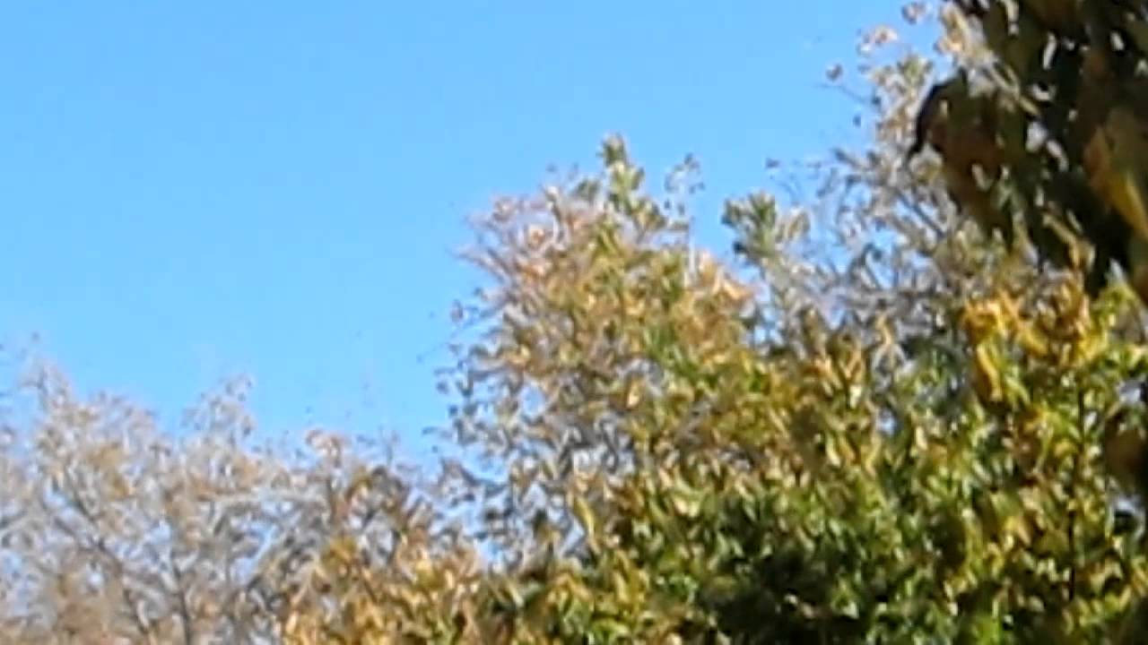 Chinook flying low over neighborhood near Kansas City MO USA YouTube