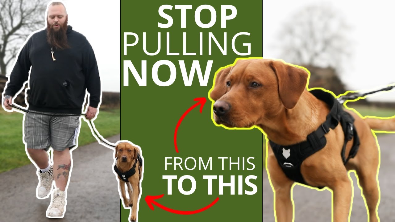 why do dogs pull on the lead